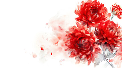 Watercolor Red chrysanthemums with feathering, flowing and soft, elegant and serene, clean white background