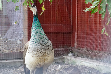 Wild animals in an open ZOO