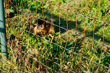 Wild animals in an open ZOO
