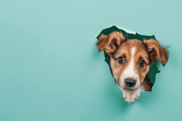 Playful Fluffy Puppy Peeking Through Paper Wall Portrait on solid color Background