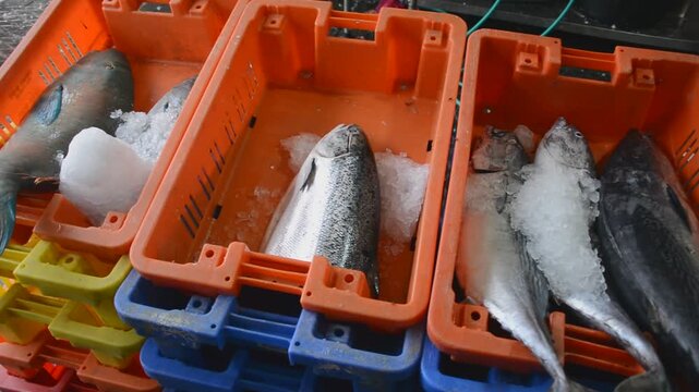 close up view on fresh fish in plastic basket on fish market