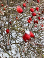 rosehips covered in ice