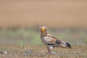 Egyptian Vulture, Neophron percnopterus, blurred background.