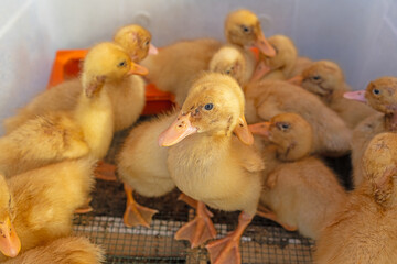 Yellow coloured chicks sold in boxes at the farmers' market.