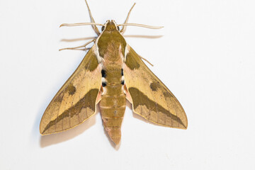 Moth butterfly, Spurge Hawk, Hyles Euphorbiae