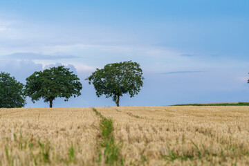 A Serene Landscape with Lush Trees and a Golden Wheat Field Under a Clear Blue Sky