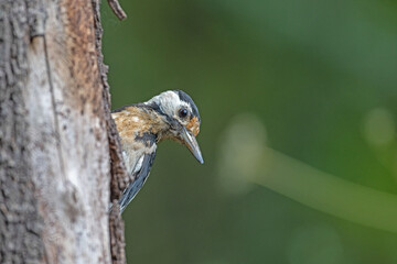 Great Spotted Woodpecker (Dendrocopos major) on a tree trunk.