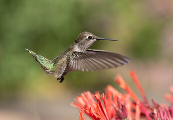 hummingbird and red flowers