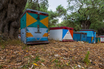 Olive grove and small colorful beehives on the island of Thassos in Greece.