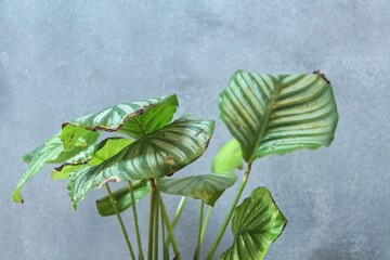 Calathea "Orbifolia" - brown spots on the leaves
