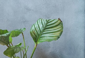 Calathea "Orbifolia" - brown spots on the leaves