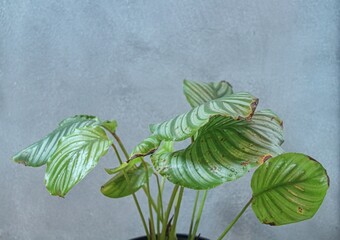Calathea "Orbifolia" - brown spots on the leaves