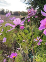 Obraz premium Meadow