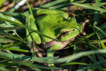 European tree frog (Hyla arborea) in the grass, green frog in the reeds nature reserve