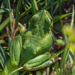 European tree frog (Hyla arborea) in the grass, green frog in the reeds nature reserve