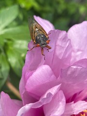 Cicada on Flower
