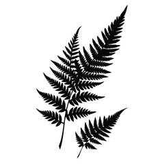 Naklejka premium Fern Leaves vector silhouette 
