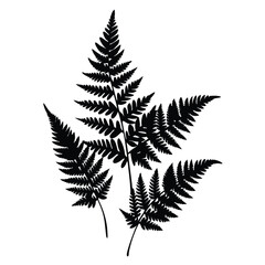 Fern Leaves  vector silhouette, isolated white background.