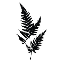 Fern Leaves  vector silhouette, isolated white background.
