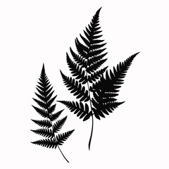 Naklejka premium Fern Leaves vector silhouette, isolated white background.