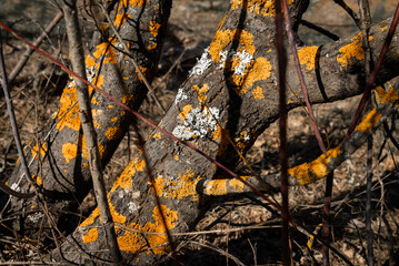 Tree lichen