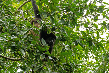 howler monkey in a tree in Costa Rica
