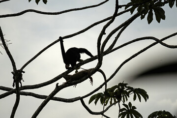 howler monkey in a tree in Costa Rica