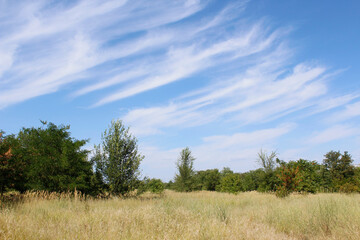 landscape with trees and sky