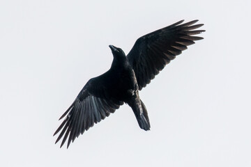 Common Raven (Corvus corax) in flight, a large bird with long wings soars into the air, flight over a nature reserve