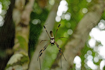 beautiful spider in Costa Rica