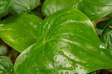 Obraz premium rainforest plants in a forest in Costa Rica