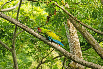 beautiful great green macaw in Costa Rica