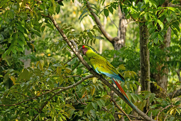 beautiful great green macaw in Costa Rica