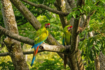 beautiful great green macaw in Costa Rica