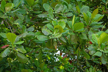Obraz premium tropical plants in the rainforest near Manzanillo in Costa Rica