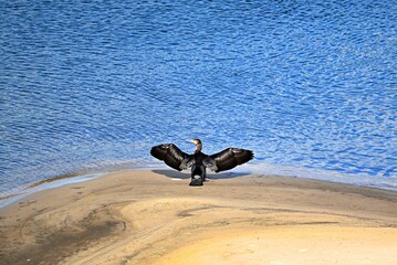 Kormoran na wiślanej wyspie w Fordonie © grzegorz
