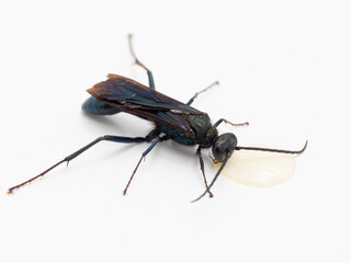 P7310296 Common blue mud dauber wasp, Chalybion californicum, drinking honey, isolated, cECP 2024