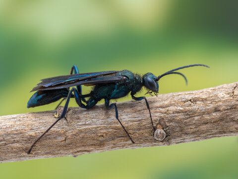 P7310325 Common blue mud dauber wasp, Chalybion californicum, on branch, cECP 2024