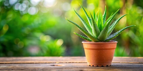 Aloe Vera Plant in a Pot on Wooden Table, Green, Natural, Healing, Succulent