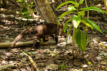 coati in Cahuita in Costa Rica
