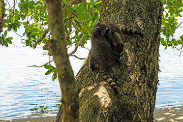 racoons in the Cahuita National Park in Costa Rica
