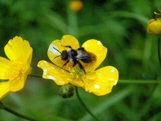 bee wasp on leaf summer