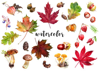 Beautiful collection of Watercolor Autumn Leaves and Nuts, artistically designed