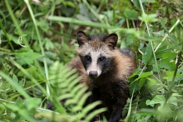 藪から覗く野生のタヌキの子