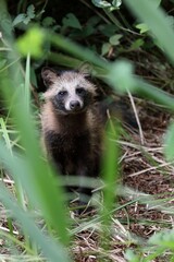 Fototapeta premium 野生のタヌキのポートレート