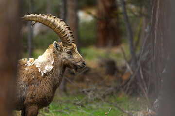 Alpine ibex in the wild in the mountains of switzerland, ibex in the forest
