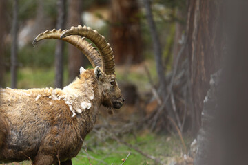 Alpine ibex in the wild in the mountains of switzerland, ibex in the forest