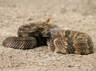 Gorgeous Timber Rattlesnake Black Phase