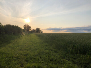 A crop of Canary Grass with a field margin near a hedgerow, North Yorkshire, England, United Kingdom