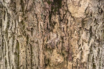 Cork tree bark texture, background.